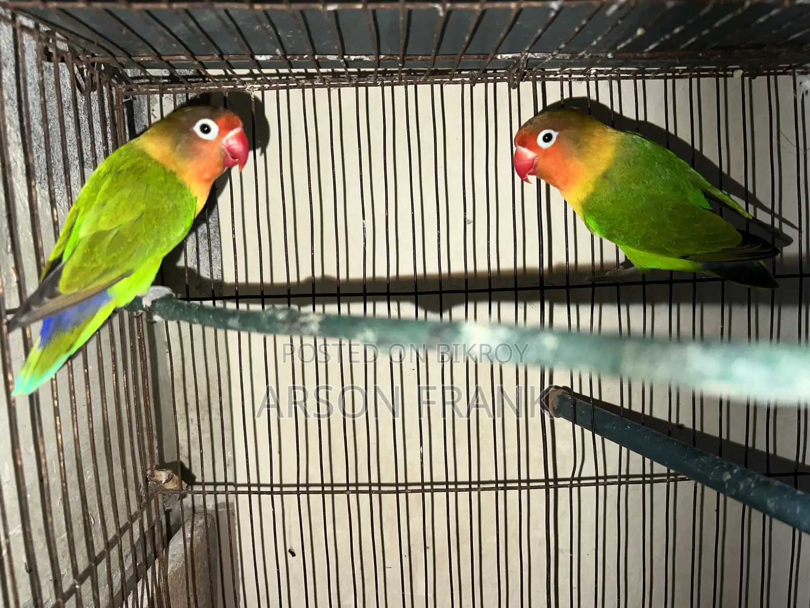 Love Bird