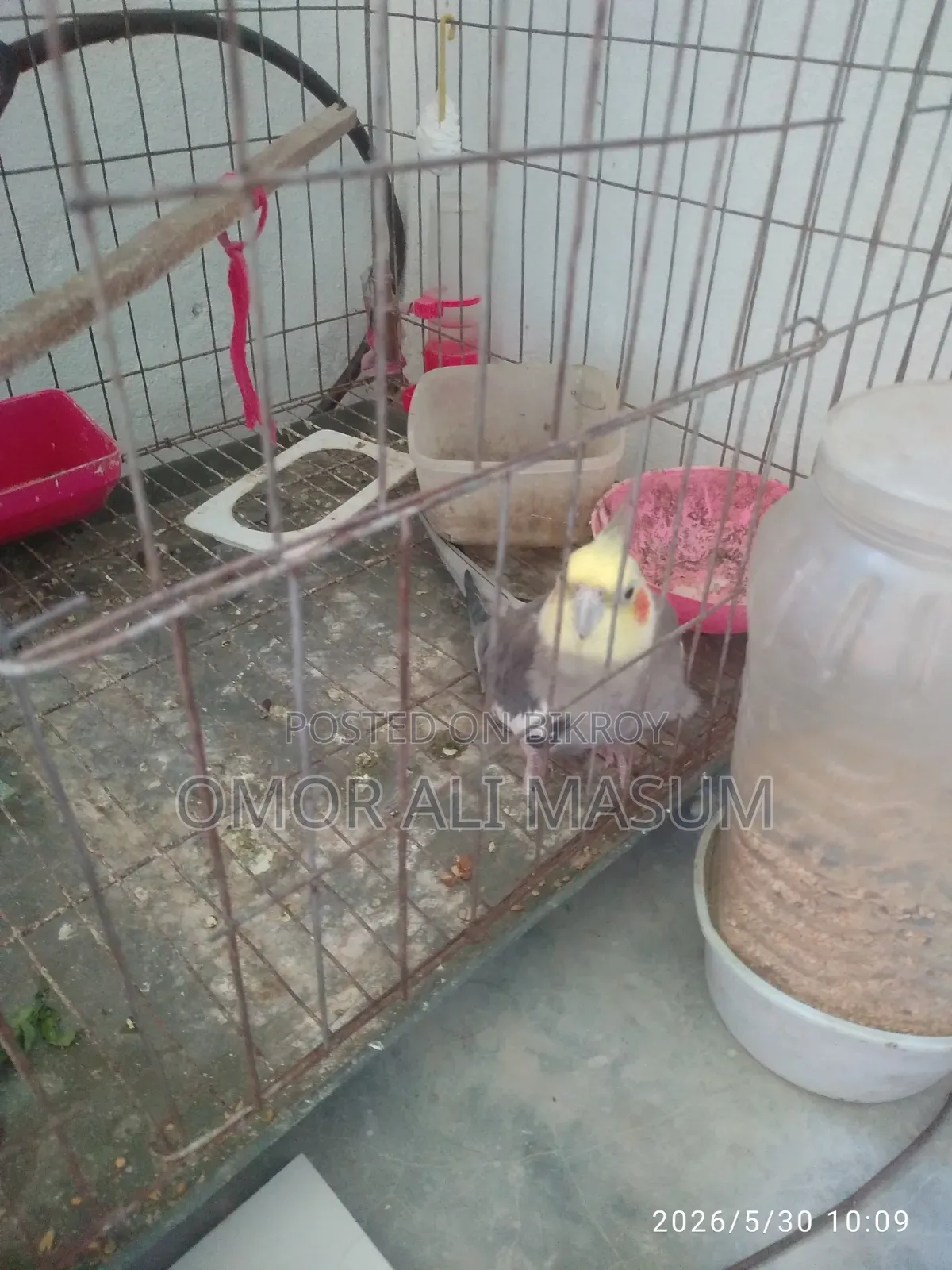 কোকাটেল রানিং পাখি