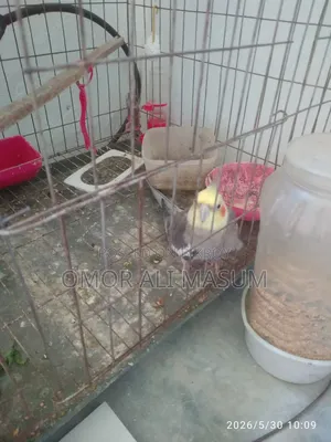 কোকাটেল রানিং পাখি