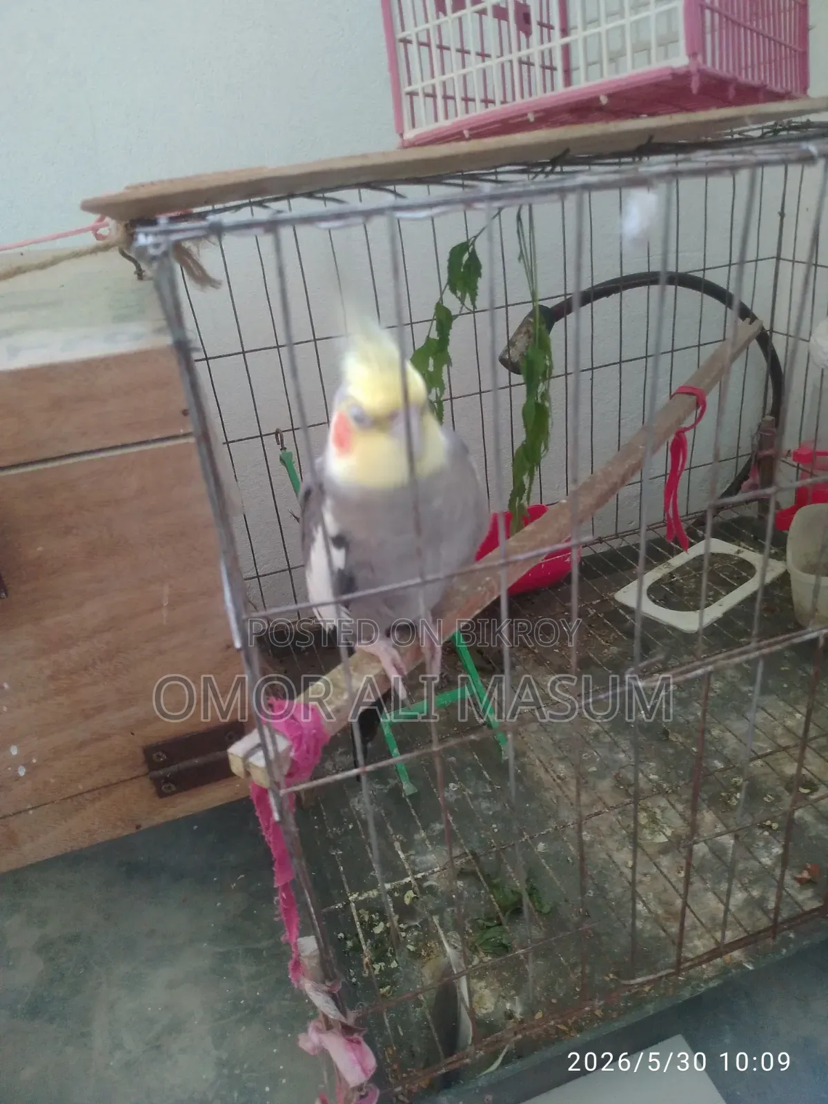 কোকাটেল রানিং পাখি