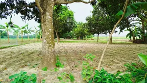 ১৯ কাঠা জমি বিক্রি