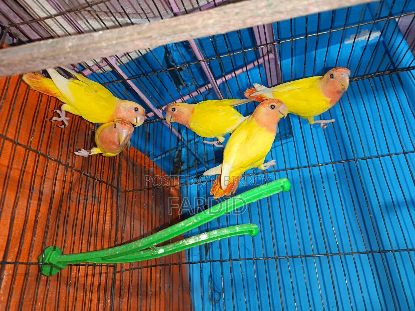 Red Head Lutino Opaline Love Bird