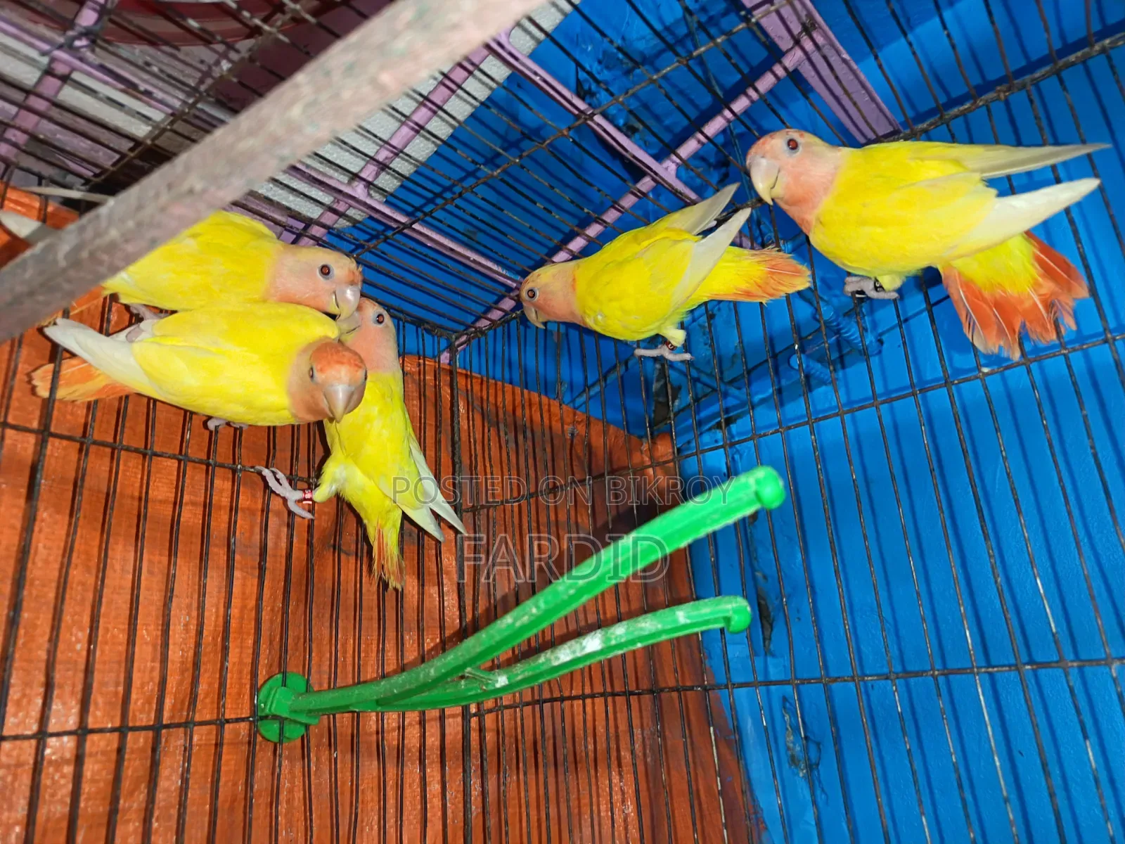 Red Head Lutino Opaline Love Bird