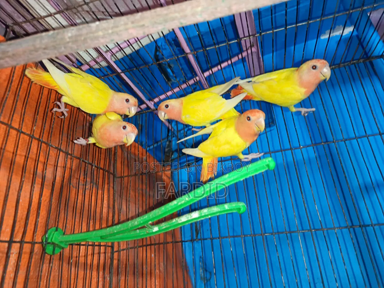 Red Head Lutino Opaline Love Bird