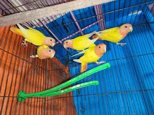 Red Head Lutino Opaline Love Bird