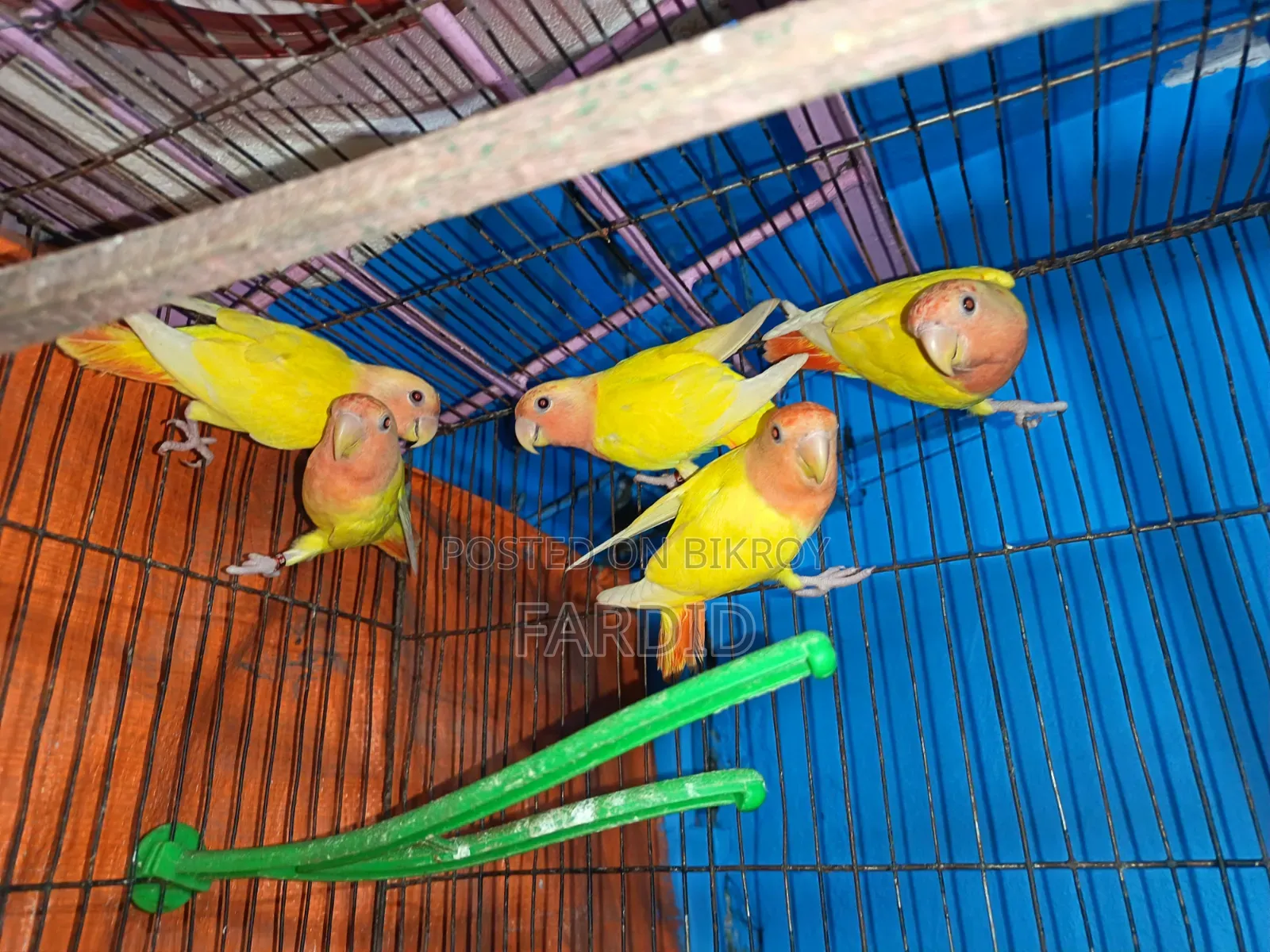 Red Head Lutino Opaline Love Bird