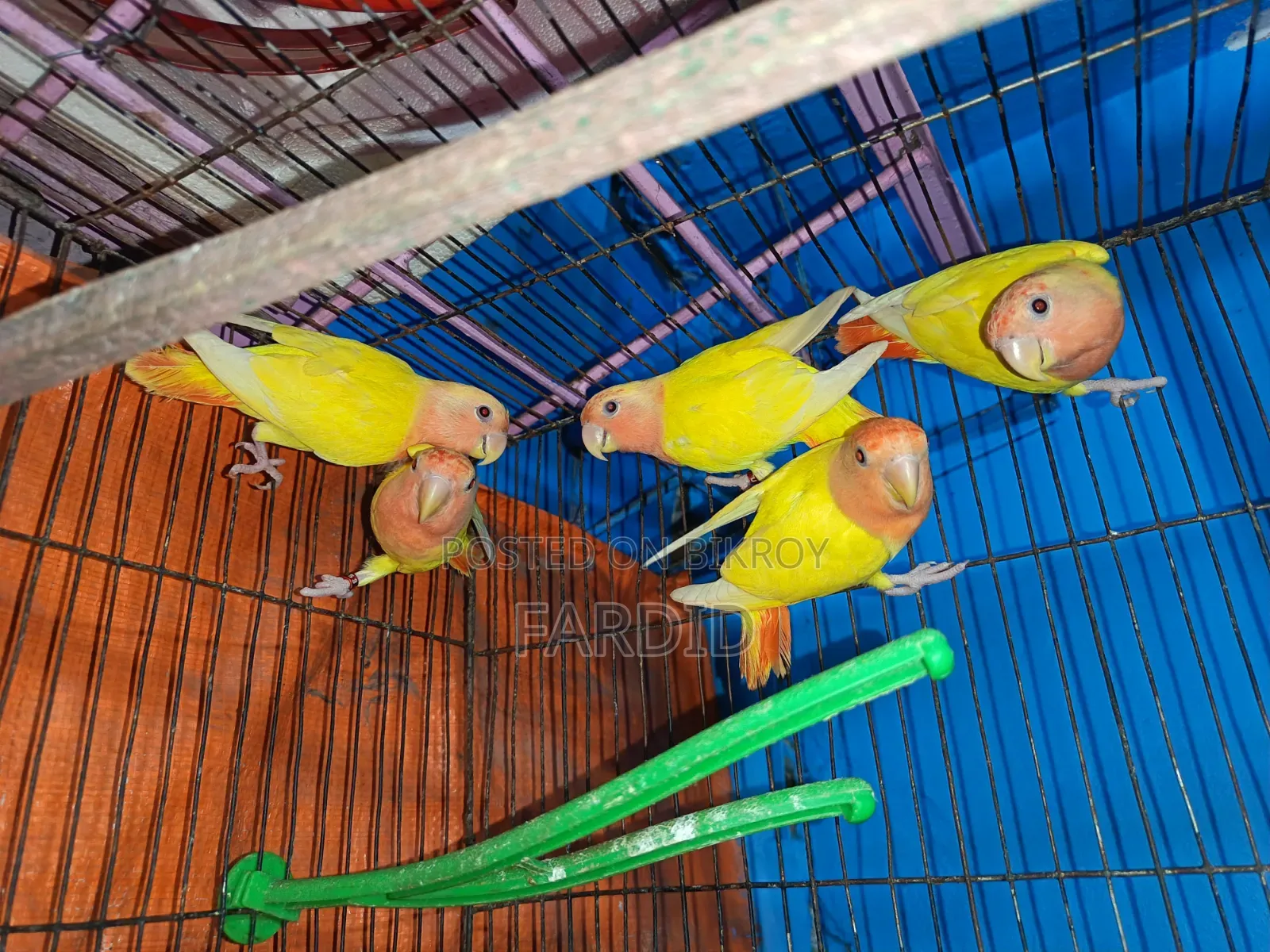 Red Head Lutino Opaline Love Bird