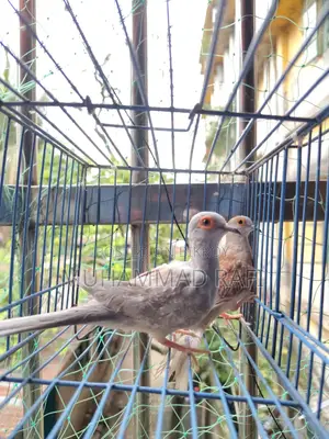 ডায়মন্ড ডাভ ব্রিডিং পেয়ার