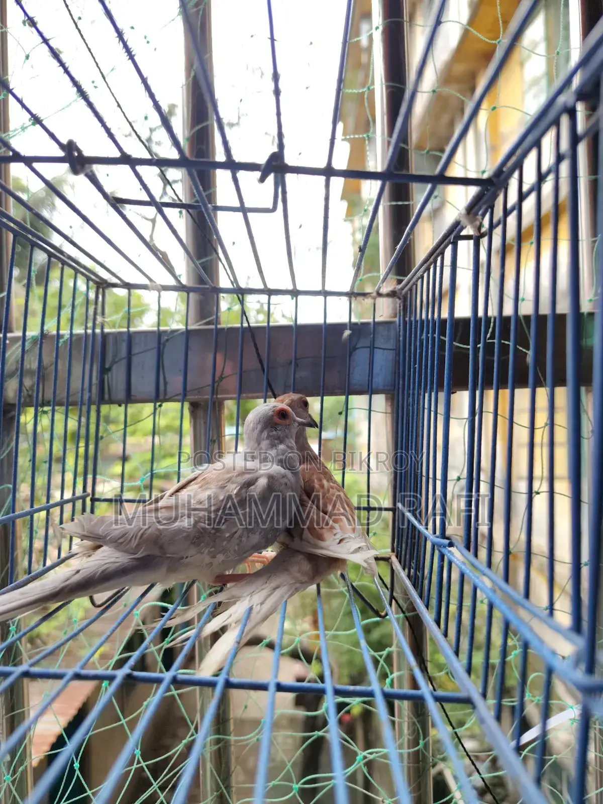 ডায়মন্ড ডাভ ব্রিডিং পেয়ার