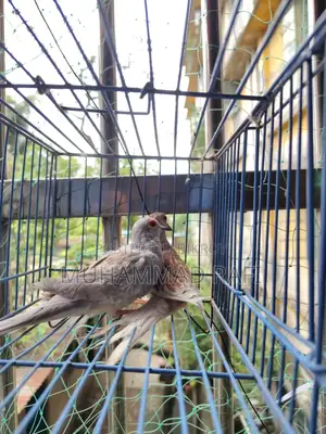 ডায়মন্ড ডাভ ব্রিডিং পেয়ার