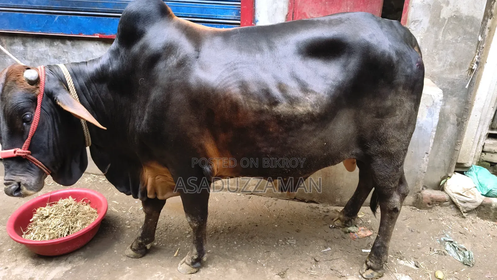 Cow for sale.