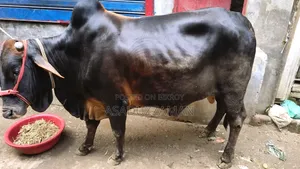 Cow for sale.