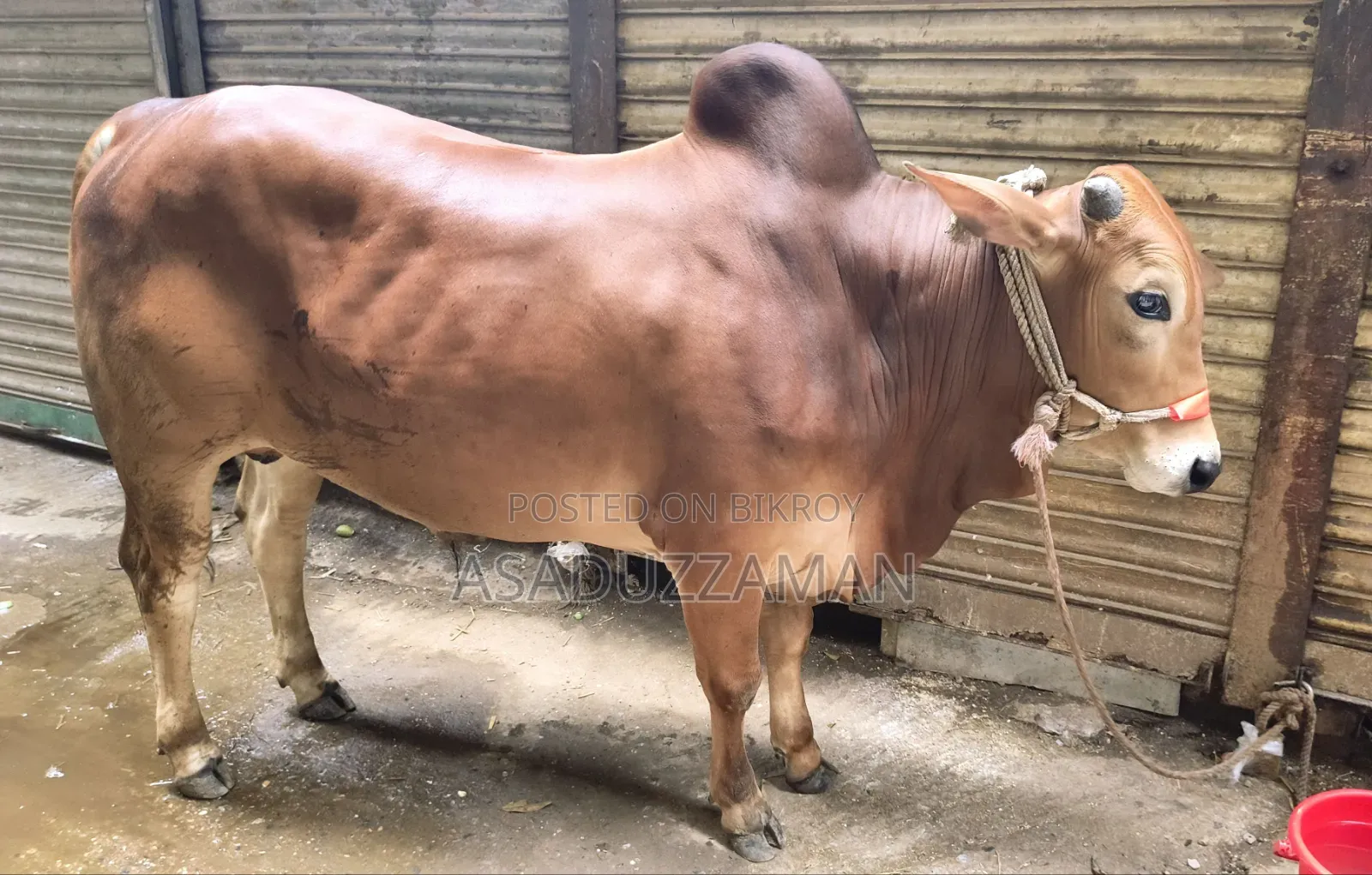 Cow for sale.