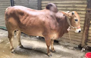 Cow for sale.