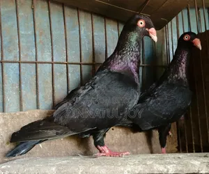 Running Black Danish pair