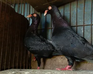 Running Black Danish pair