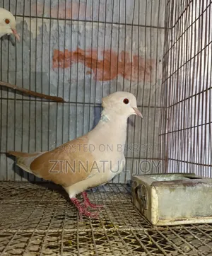 Australian Dove for Sale