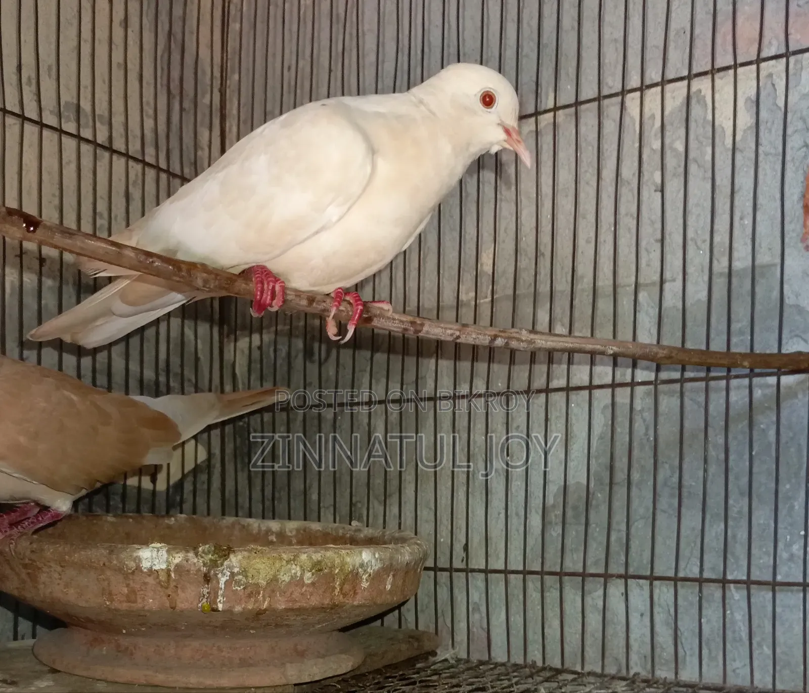 Australian Dove for Sale
