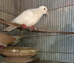 Australian Dove for Sale