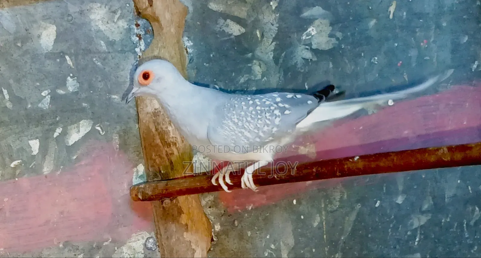 Running Finches and Diamond Doves for sale