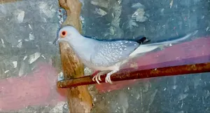 Running Finches and Diamond Doves for sale