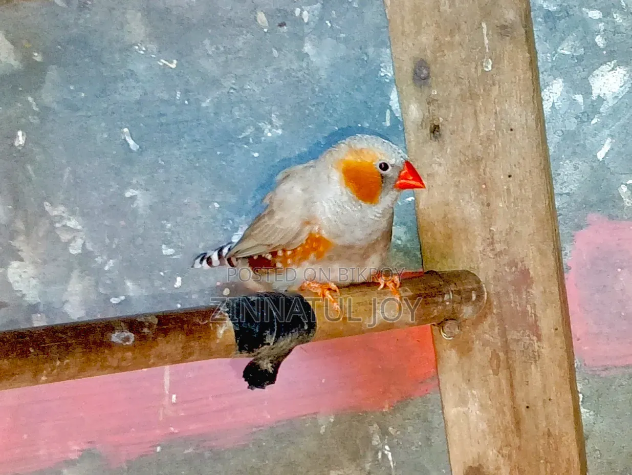 Running Finches and Diamond Doves for sale