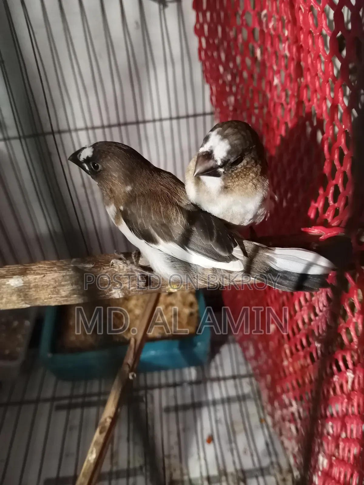 Bengali and Gouldian Finch birds for sale