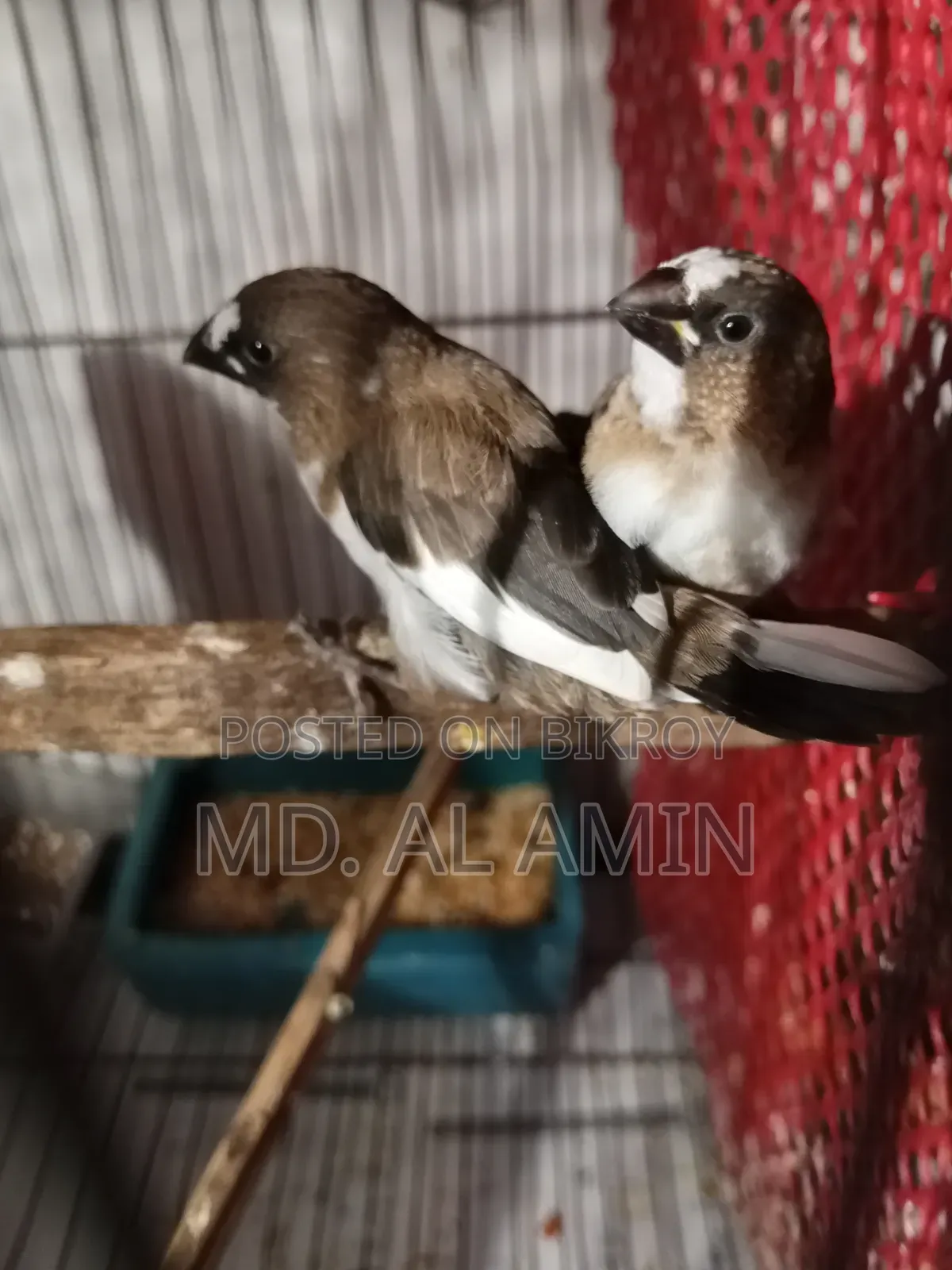 Bengali and Gouldian Finch birds for sale