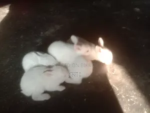 Selling a high-quality rabbit