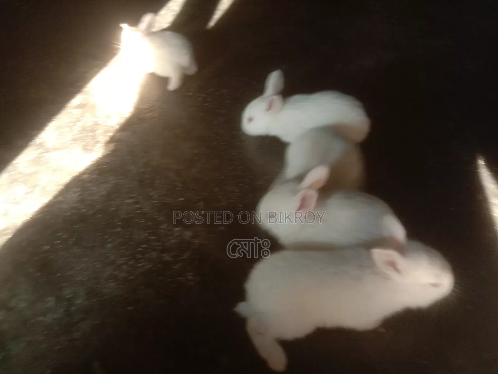 Selling a high-quality rabbit