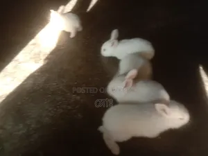 Selling a high-quality rabbit