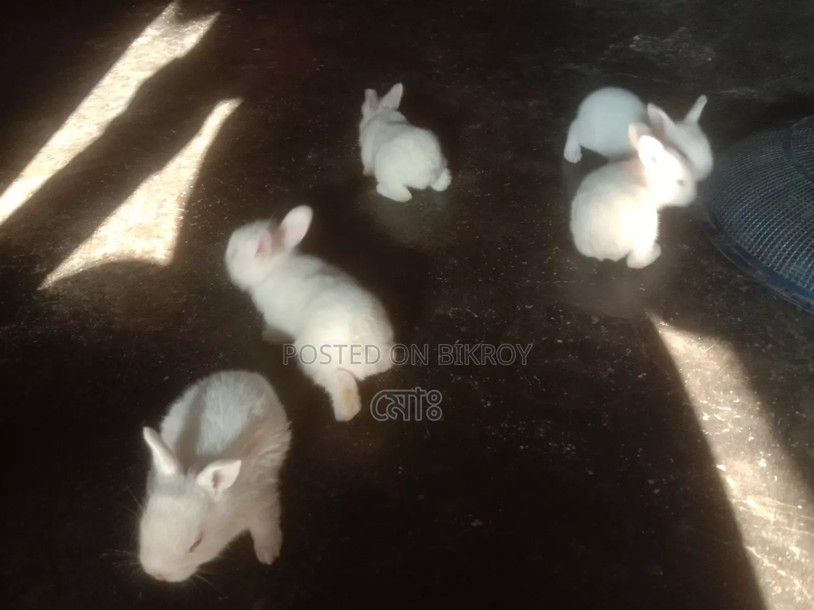 Selling a high-quality rabbit