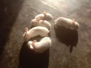 Selling a high-quality rabbit