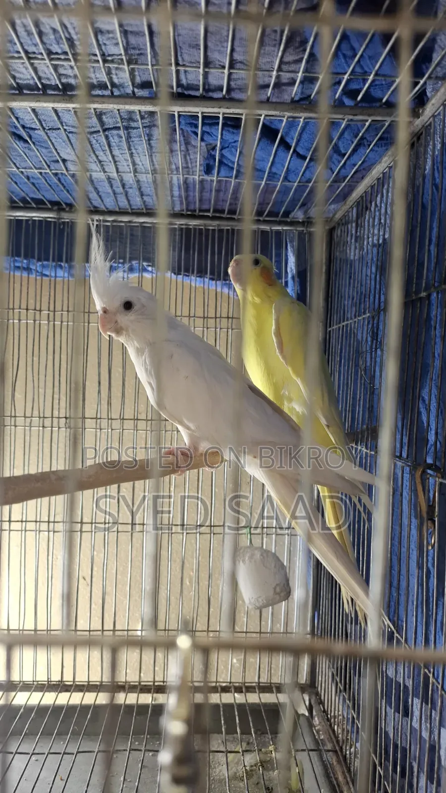 Cockatiel Birds (11 Pieces)