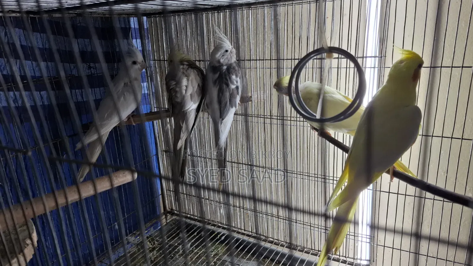 Cockatiel Birds (11 Pieces)