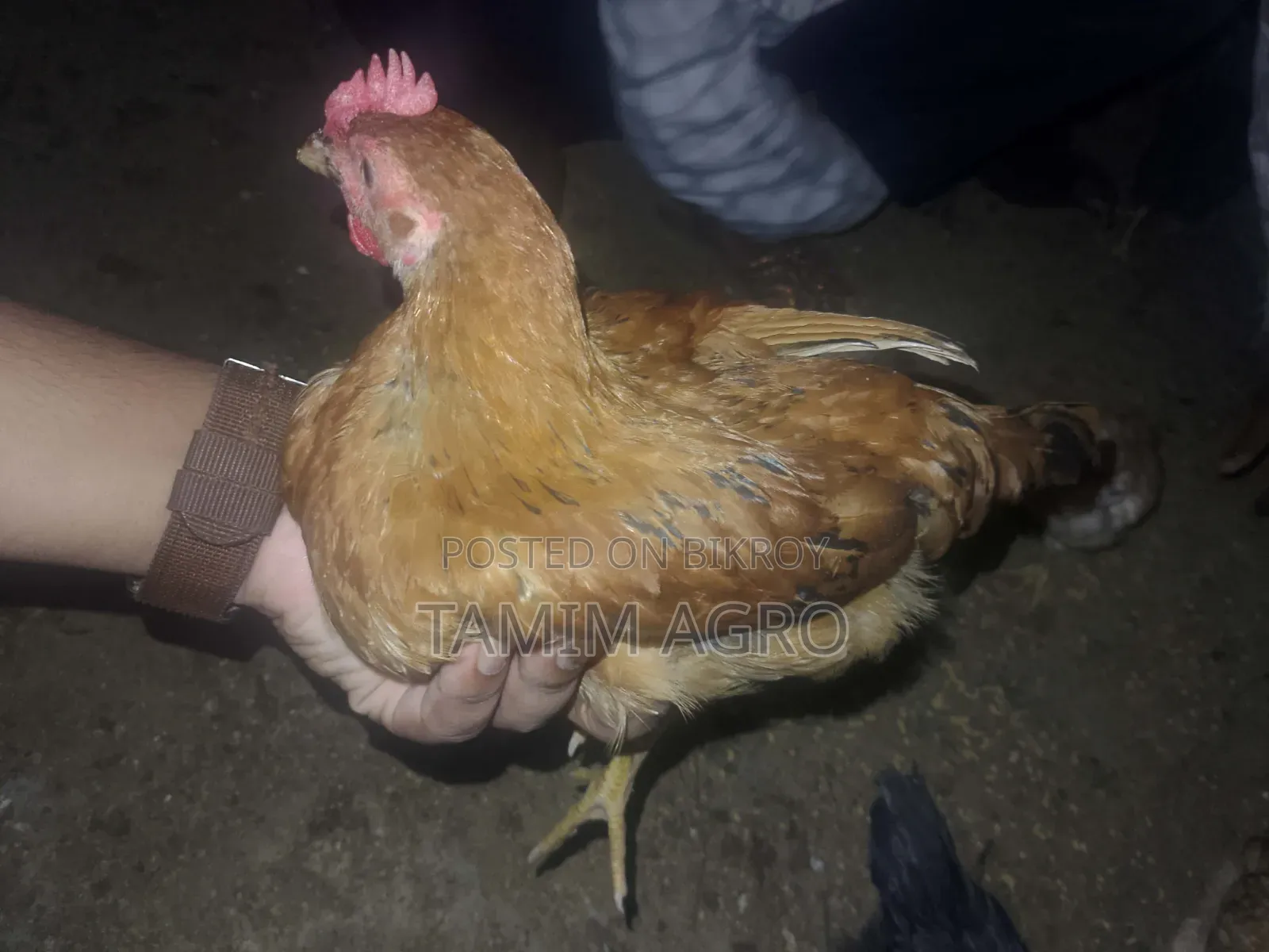 Deshi Chickens and Roosters