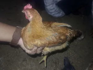 দেশি মুরগি ও মোরগ