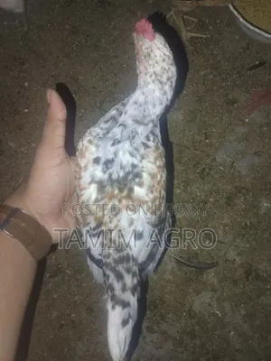 Deshi Chickens and Roosters