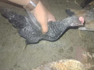 Deshi Chickens and Roosters