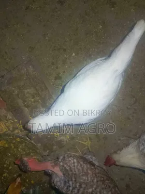 Deshi Chickens and Roosters