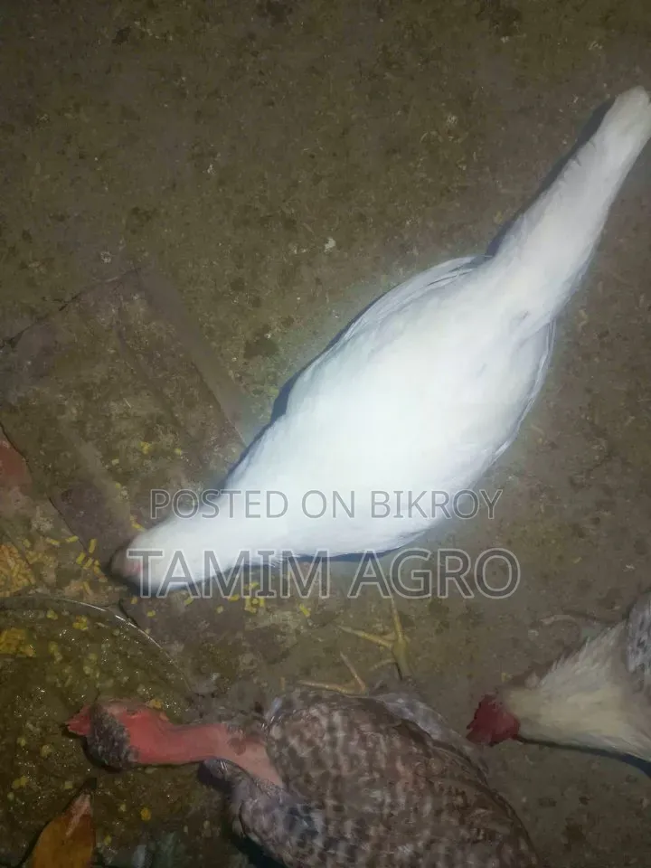 Deshi Chickens and Roosters