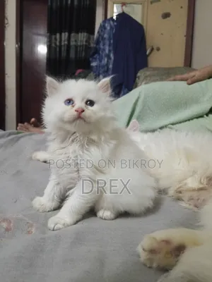 1-3 Months Female Purebred Turkish Angora