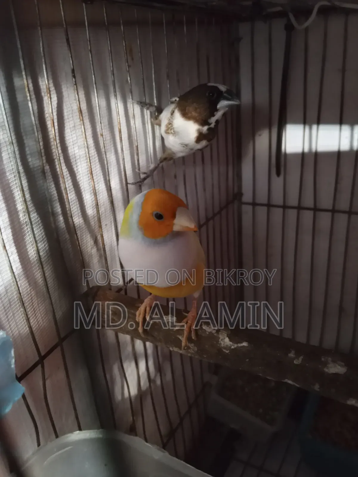 Bengali and Gouldian Finch birds for sale