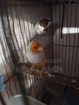 Bengali and Gouldian Finch birds for sale