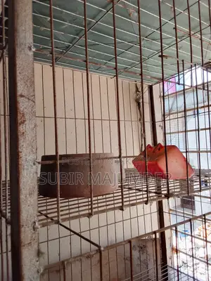 কবুতরের খাঁচা