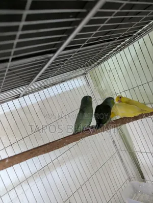 Forpus Green and Lutino