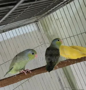 Forpus Green and Lutino ফরপাস