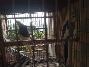 Cockatiel for sale