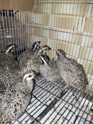 Snowflake Bobwhite