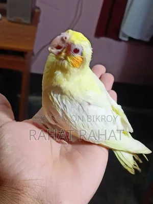 পাখি বিক্রির জন্য